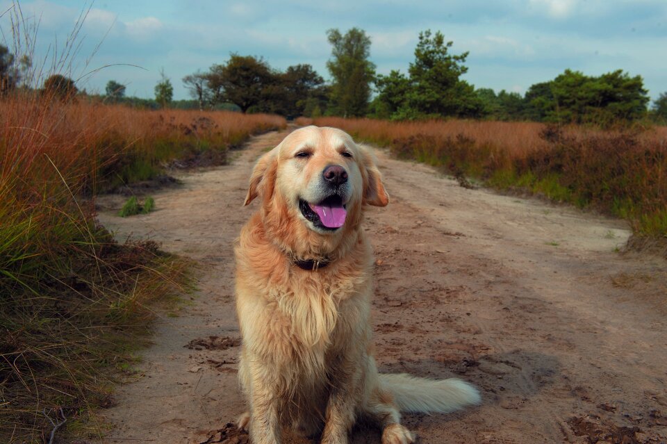 Forest woods puppy