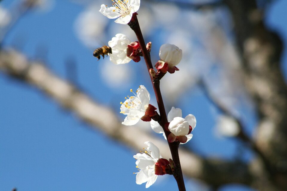 Nature peach blossom flower