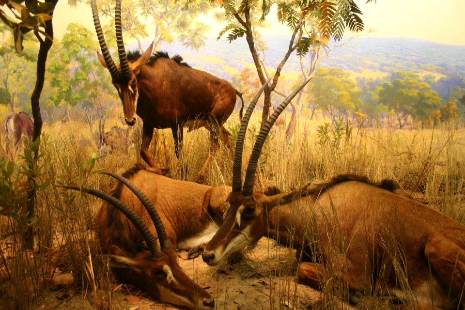 Nature animal close up