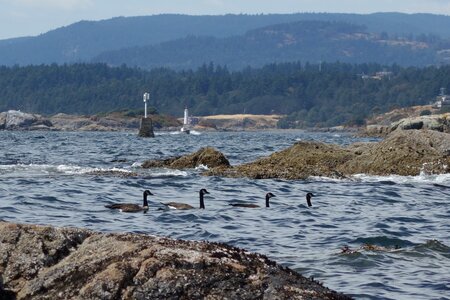 Bc ocean