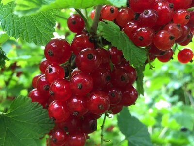 Currants berries fruit photo