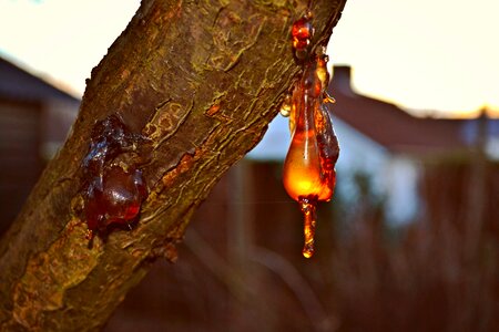 Vegetable sunset tree trunk