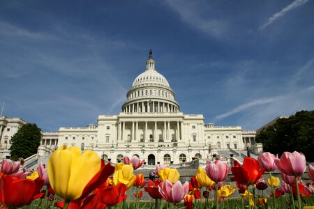 The white house washington tulips