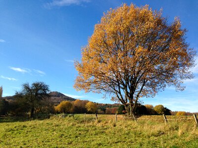 Log lone tree yellow leaves