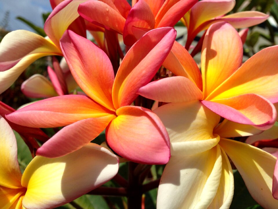 Plumeria tricolor madeira fragrance