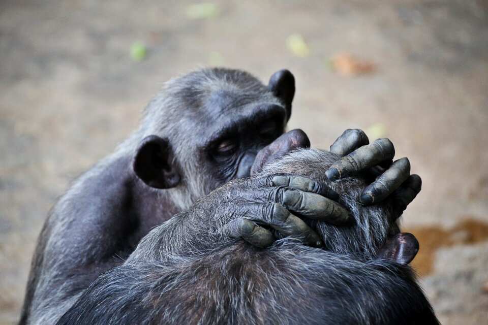 Zoo fauna animal world