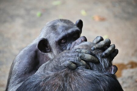 Zoo fauna animal world photo