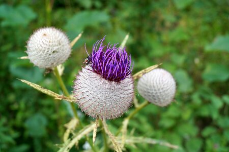 Plant fucking spines