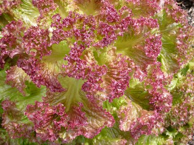 Vegetable garden healthy organic