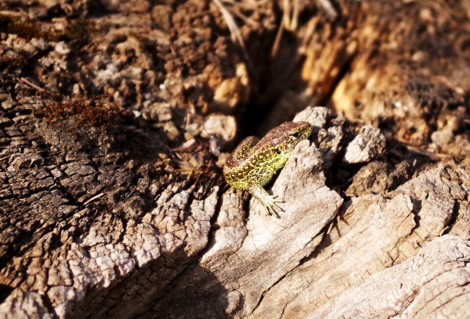 Heat basking summer