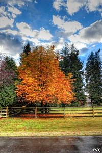 Fence meadow scenic