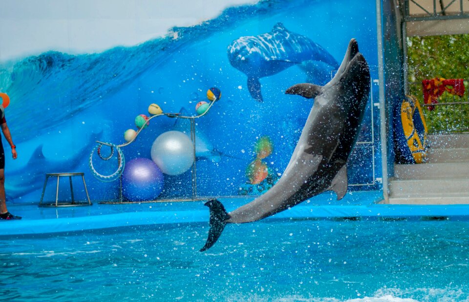 Dolphin dolphinarium sea