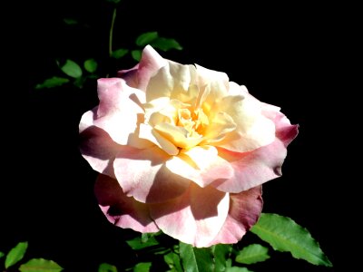 Garden rose bush beauty