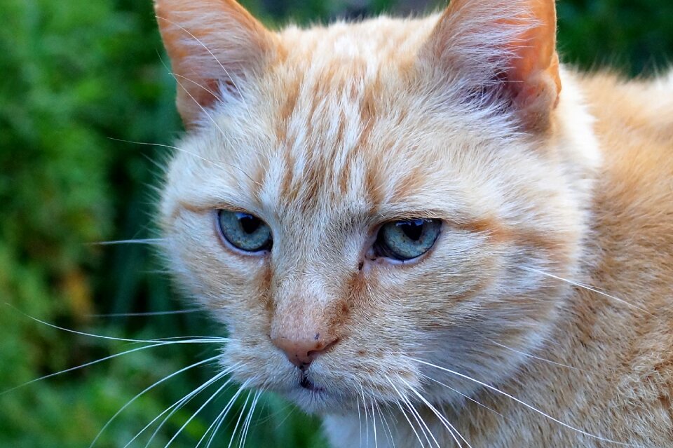 Pet tomcat head photo