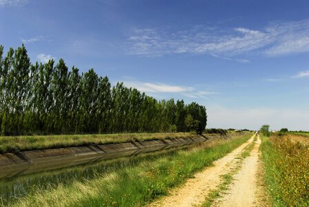 Channel tree france photo