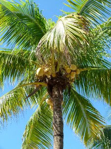 Tropical coconuts summer photo