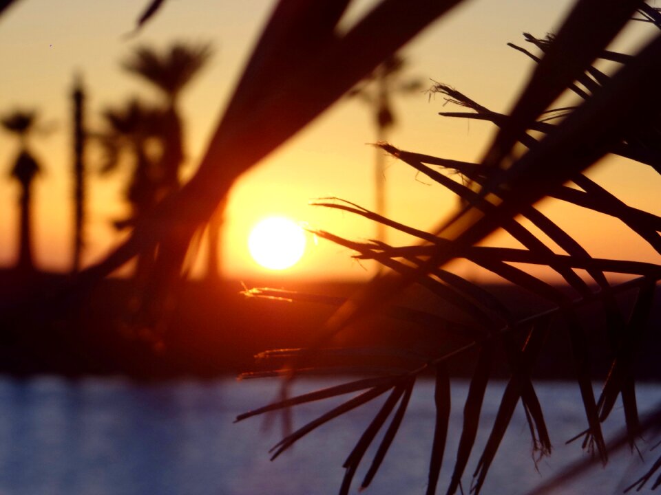 Sunset beach palms