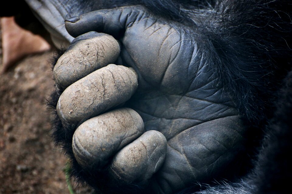 Animals animal world animal