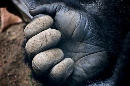 Animals animal world animal
