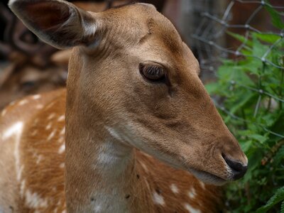 Nature doe damm wild photo