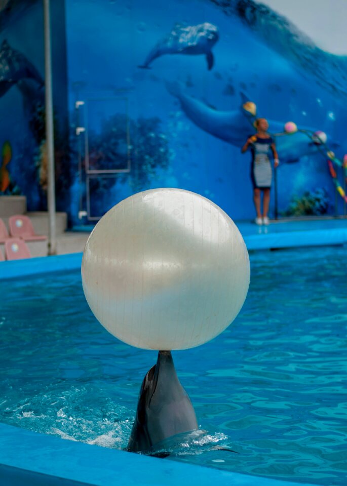 Dolphin dolphinarium sea