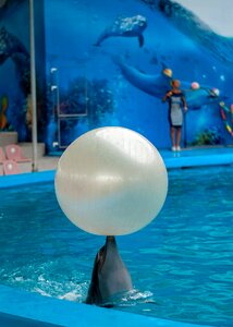 Dolphin dolphinarium sea