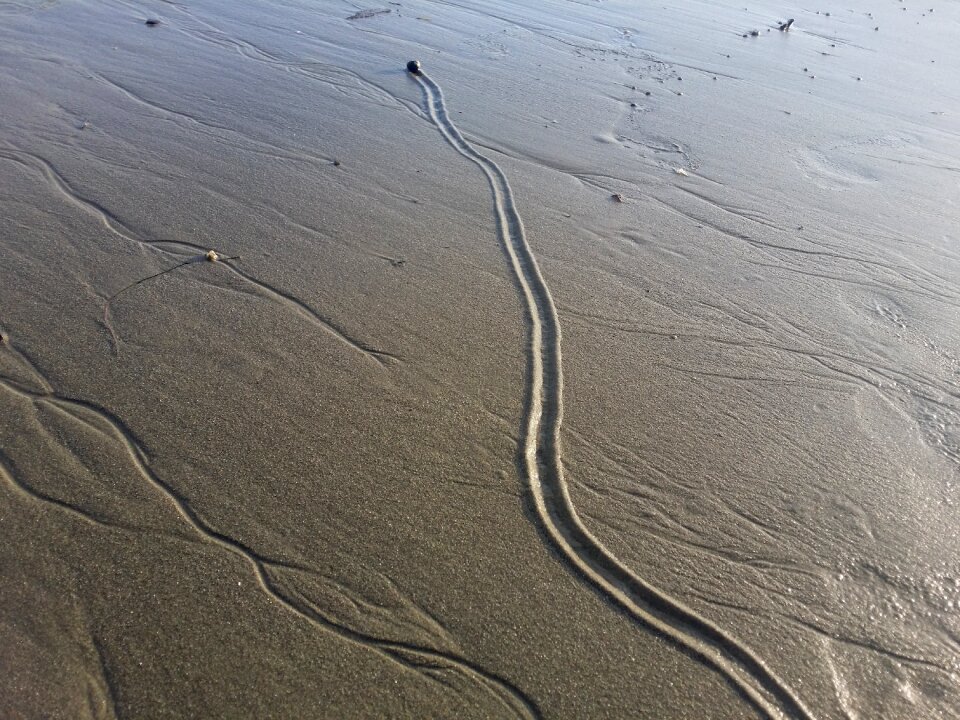 Following in the footsteps nature sand beach