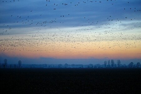 Field geese migratory birds