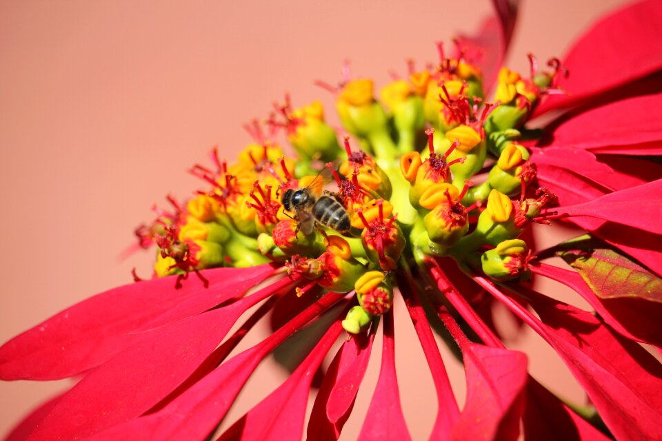 Christmas plants honeybees