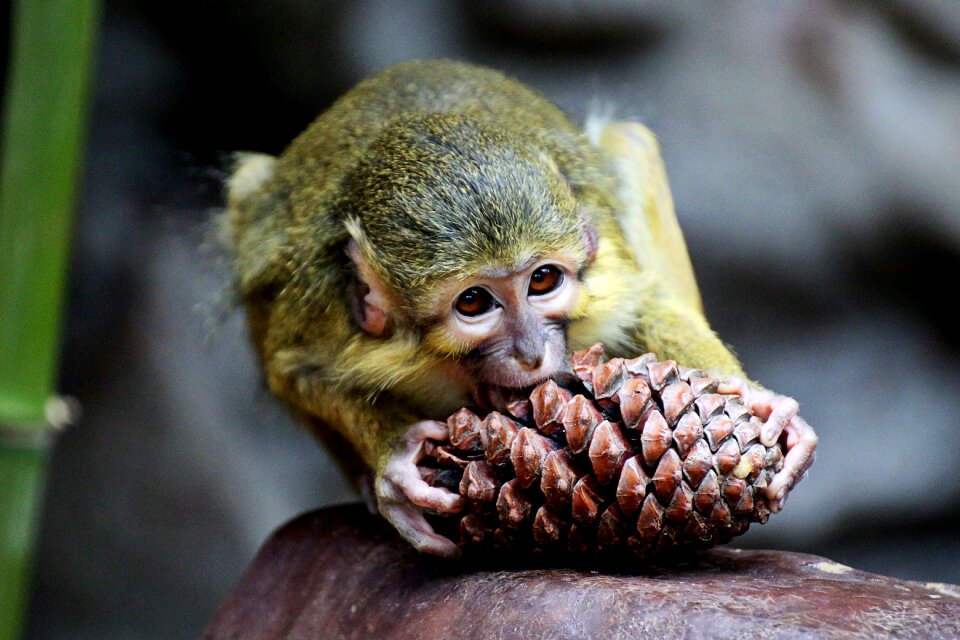 Mammals look animal world