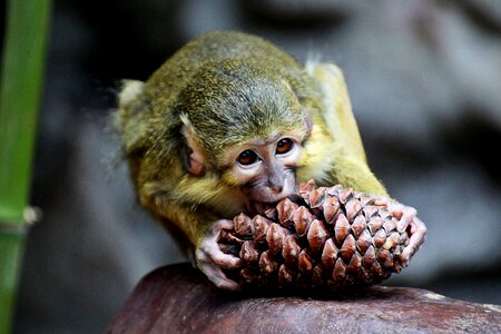 Mammals look animal world