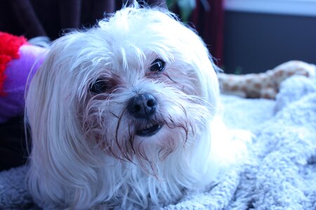 Animal hair white color sitting