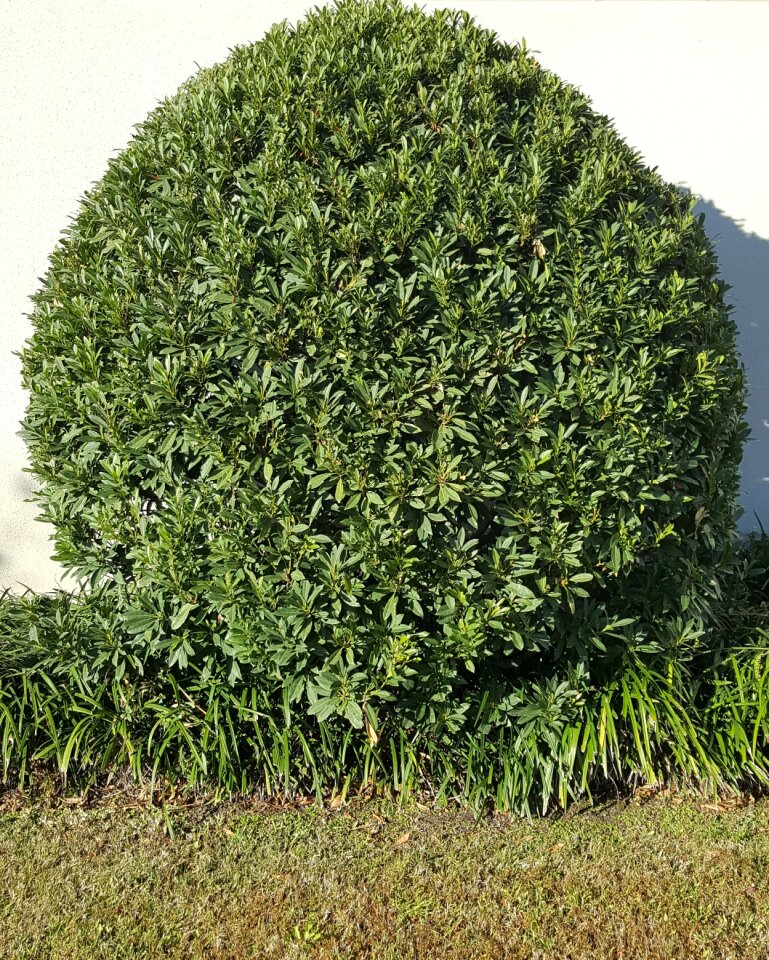 Green landscaping topiary