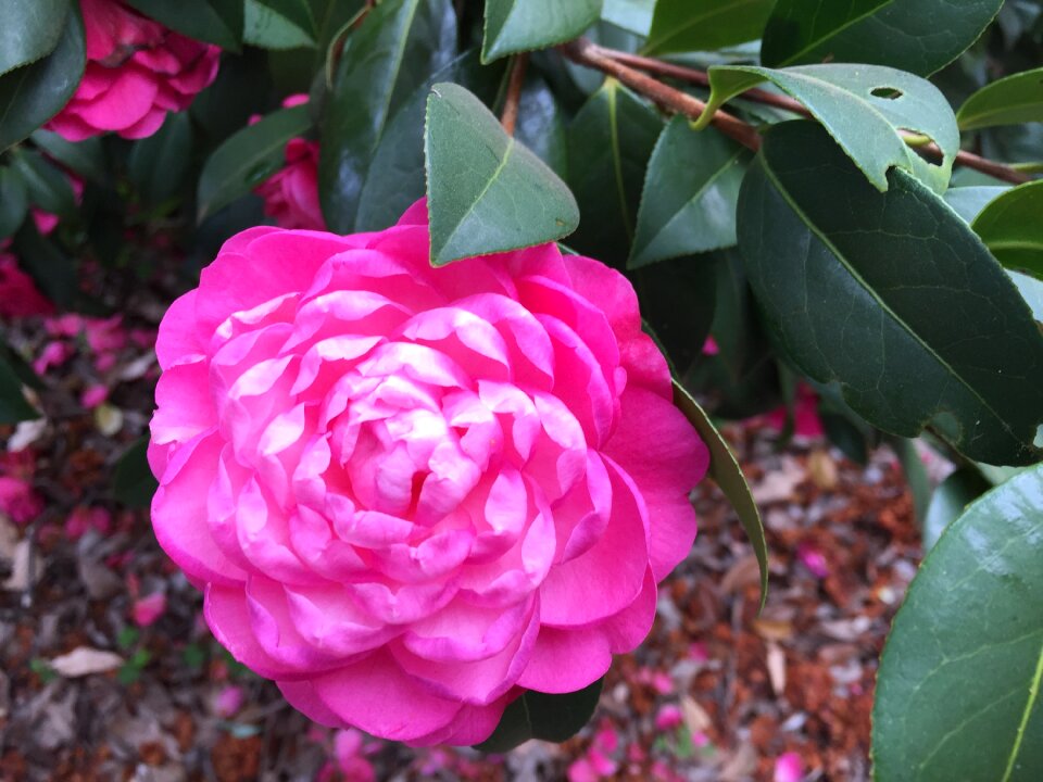 Australia flowers perth