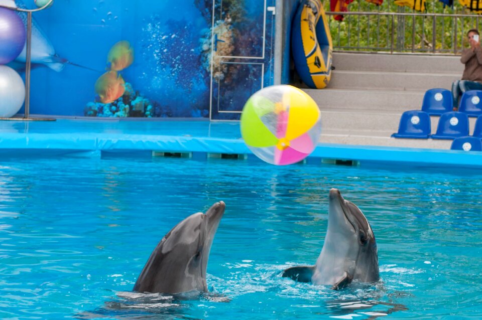 Dolphin dolphinarium sea
