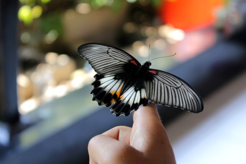 Insect animal