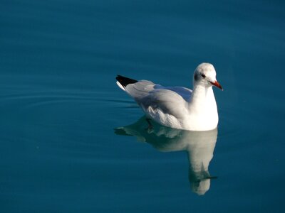 Water bird animal nature