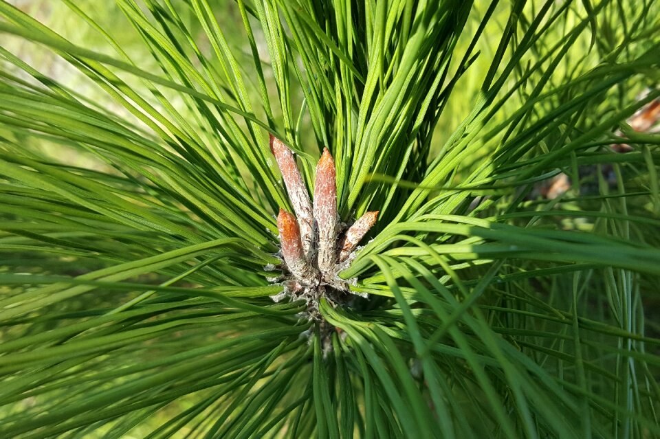 Branch tree conifer