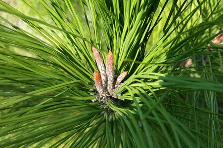 Branch tree conifer