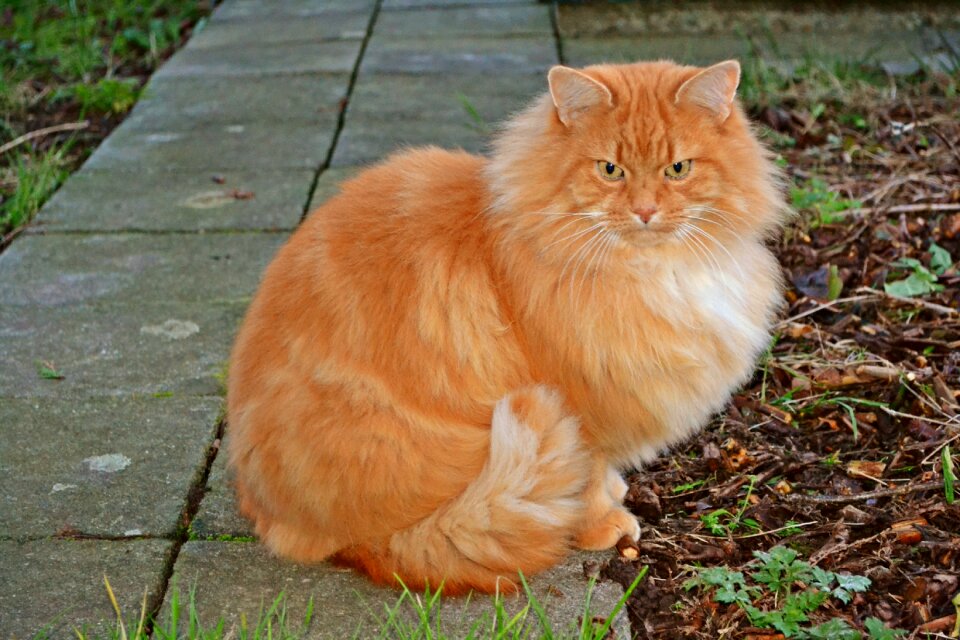 Animals mammals long-haired