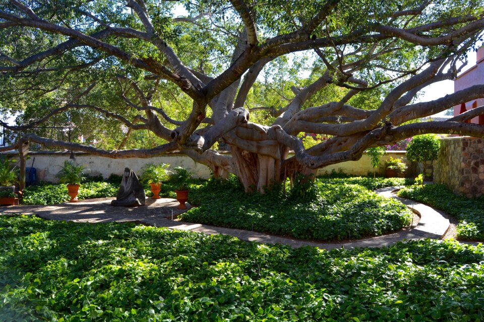 Tree nature trunk