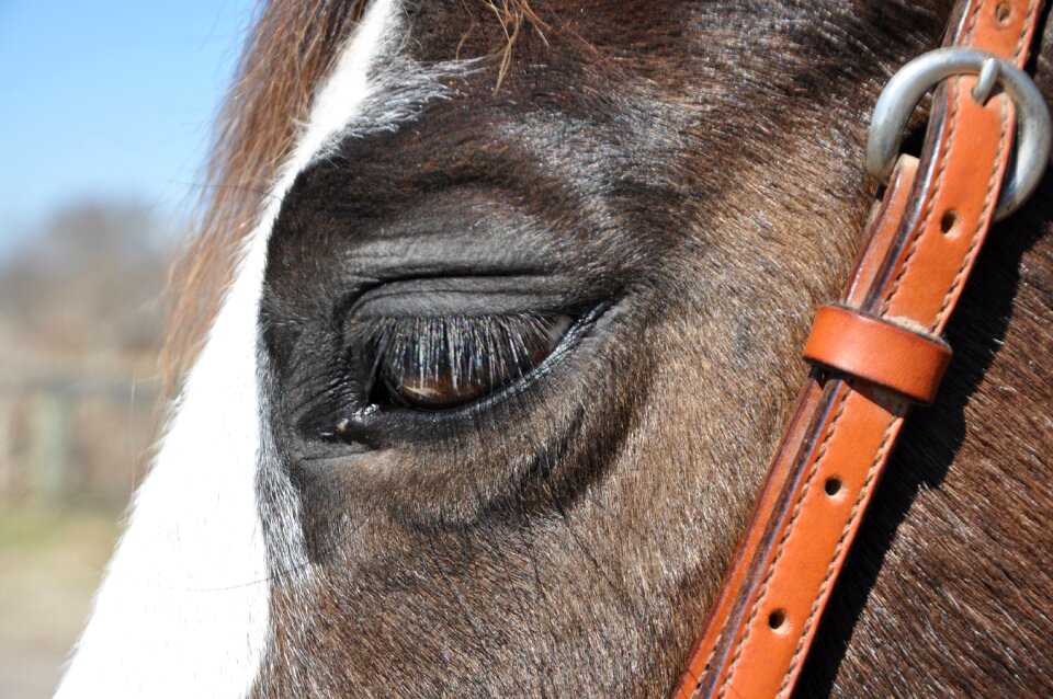 Horseback horse riding farm
