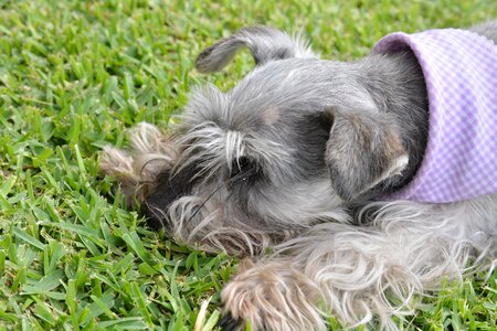 Grass dog animal photo