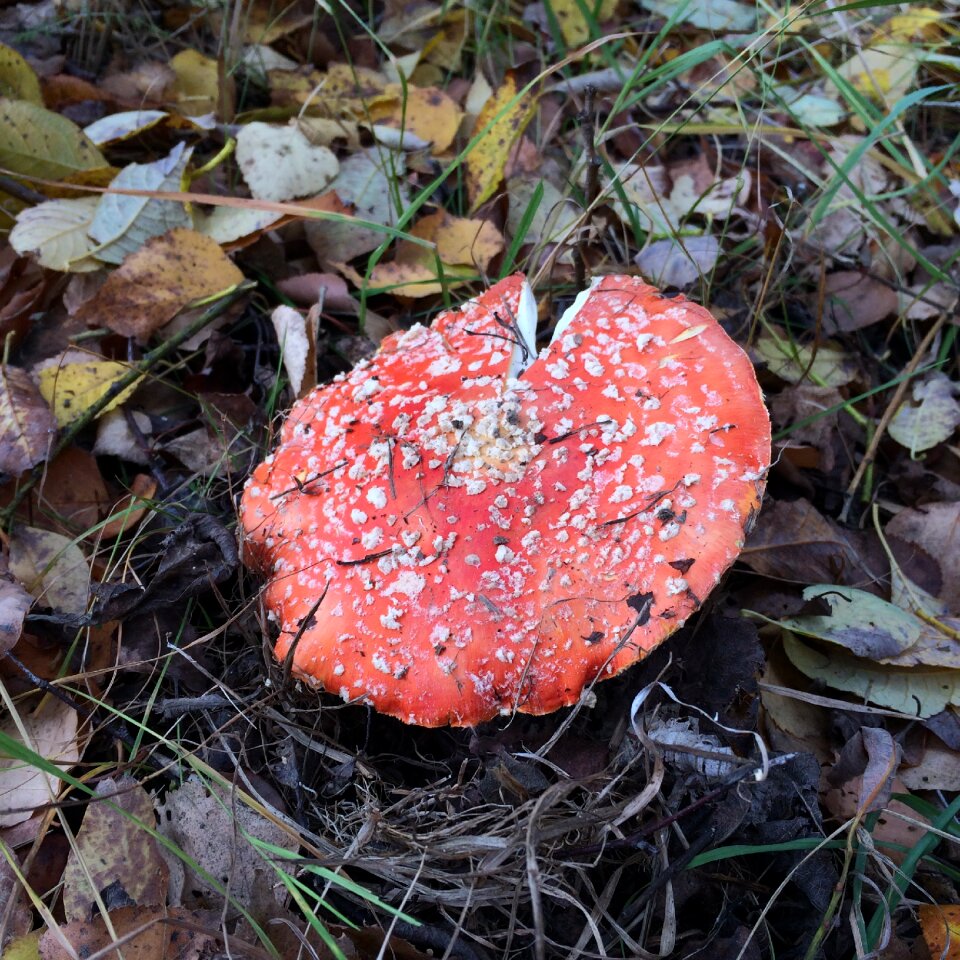 Red autumn naturally