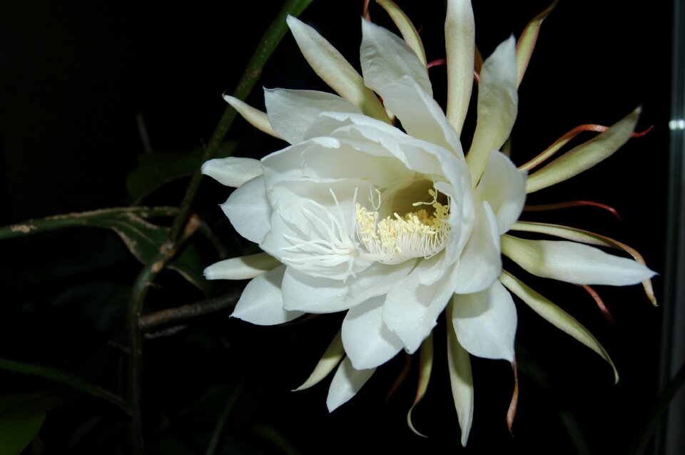 Blossom bloom night
