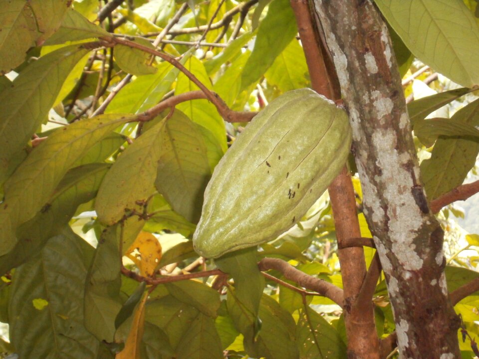 Bali cocoa plant holiday