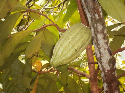 Bali cocoa plant holiday