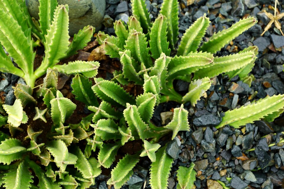 British virgin island exotic green