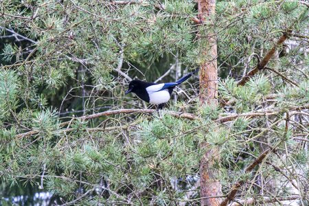 Bird sweden nature