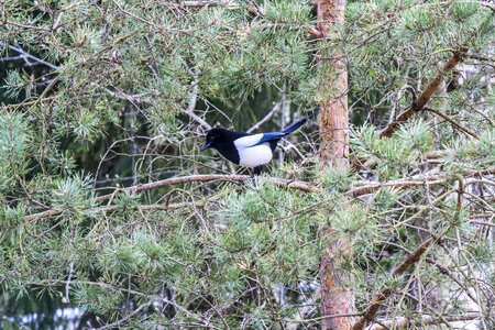 Bird sweden nature photo